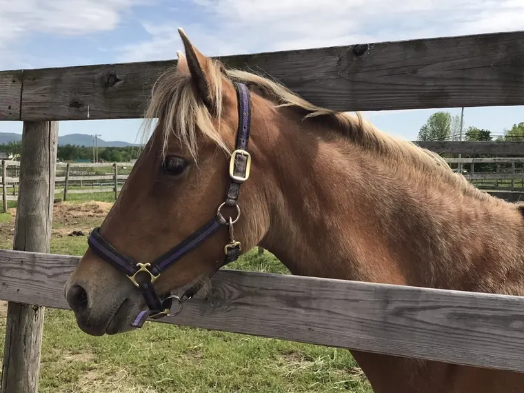 Olde Saratoga Farms
